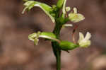 Small green wood orchid